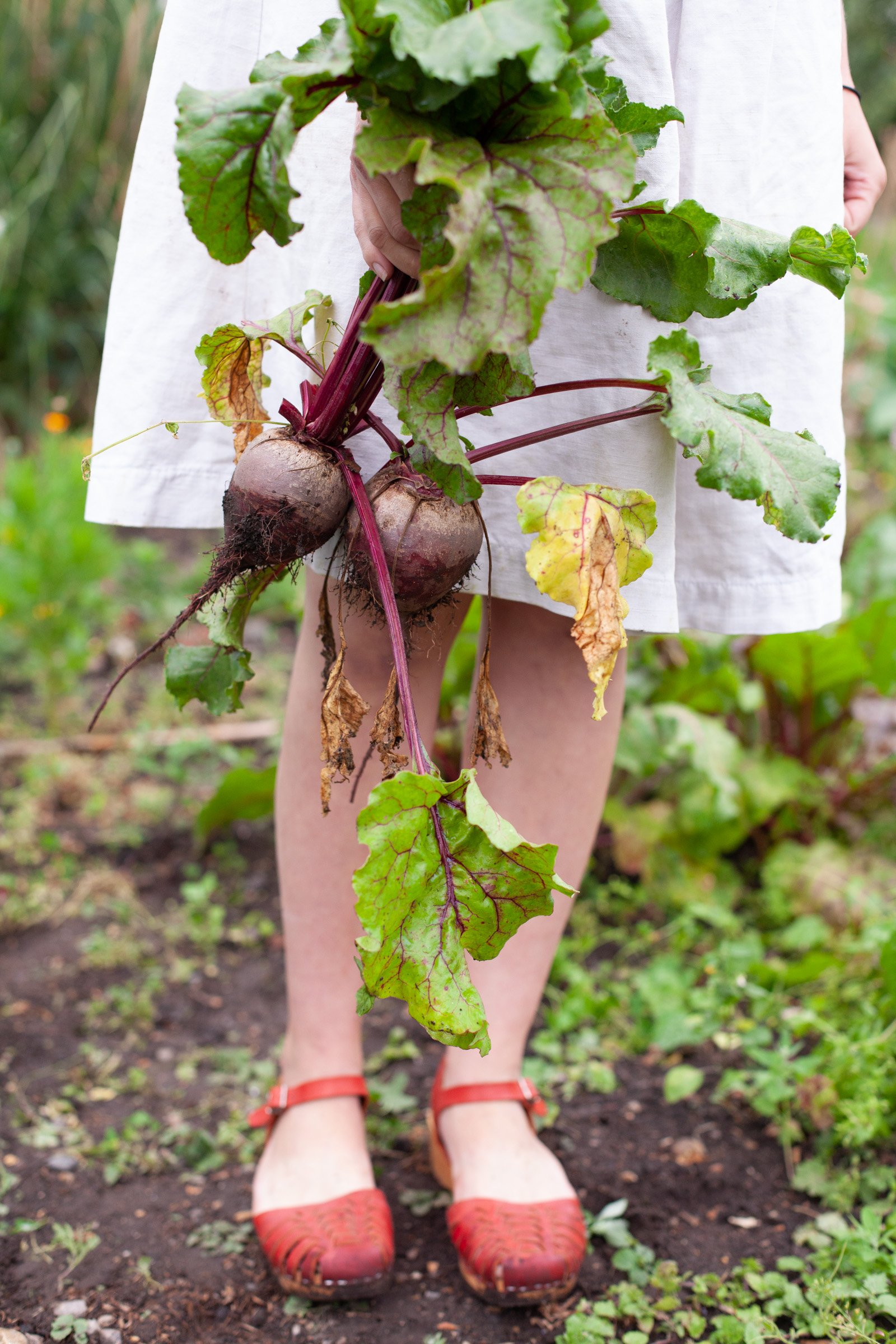 Grow, Cook, Dye, Wear